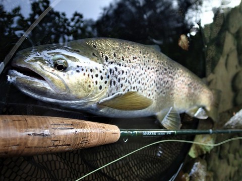 grosse truite fario du Seran